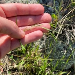 Microlaena stipoides at Illilanga & Baroona - suppressed