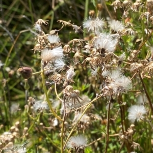 Senecio quadridentatus at Illilanga & Baroona - suppressed