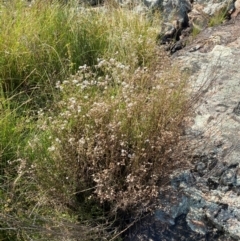 Senecio quadridentatus at Illilanga & Baroona - 13 Jan 2024