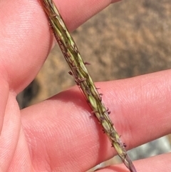 Bothriochloa macra (Red Grass, Red-leg Grass) at Michelago, NSW - 12 Jan 2024 by Tapirlord