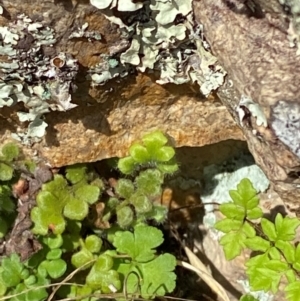 Asplenium subglandulosum at Illilanga & Baroona - 13 Jan 2024