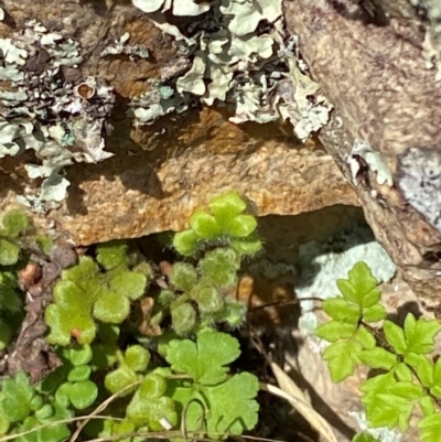 Asplenium subglandulosum (Blanket Fern) at Illilanga & Baroona - 12 Jan 2024 by Tapirlord