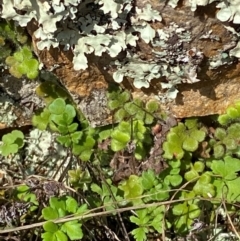 Asplenium subglandulosum at Illilanga & Baroona - 13 Jan 2024