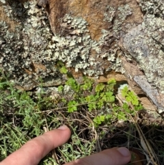 Asplenium subglandulosum at Illilanga & Baroona - suppressed