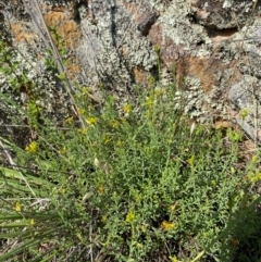 Pimelea curviflora var. sericea at Illilanga & Baroona - 13 Jan 2024