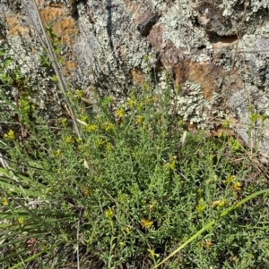 Pimelea curviflora var. sericea at Illilanga & Baroona - 13 Jan 2024