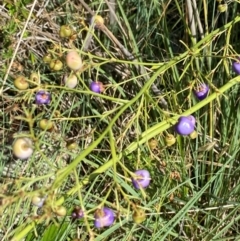 Dianella sp. aff. longifolia (Benambra) (Pale Flax Lily, Blue Flax Lily) at Illilanga & Baroona - 12 Jan 2024 by Tapirlord