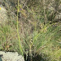 Dianella sp. aff. longifolia (Benambra) at Illilanga & Baroona - 13 Jan 2024