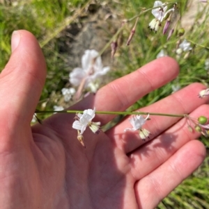 Arthropodium milleflorum at Illilanga & Baroona - 13 Jan 2024 10:19 AM