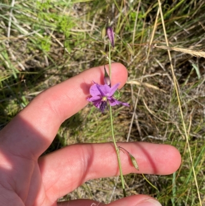 Arthropodium fimbriatum (Nodding Chocolate Lily) at Illilanga & Baroona - 13 Jan 2024 by Tapirlord