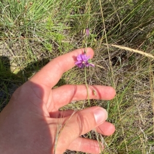 Arthropodium fimbriatum at Illilanga & Baroona - suppressed