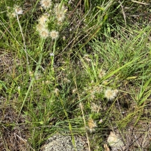 Zornia dyctiocarpa var. dyctiocarpa at Illilanga & Baroona - suppressed