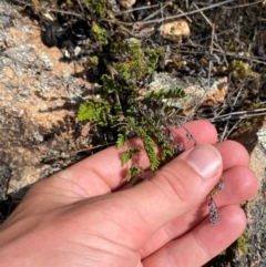 Cheilanthes distans (Bristly Cloak Fern) at Illilanga & Baroona - 13 Jan 2024 by Tapirlord