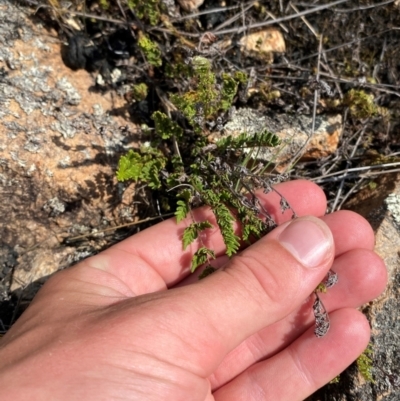 Cheilanthes distans (Bristly Cloak Fern) at Illilanga & Baroona - 13 Jan 2024 by Tapirlord