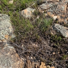 Cheilanthes distans at Illilanga & Baroona - suppressed