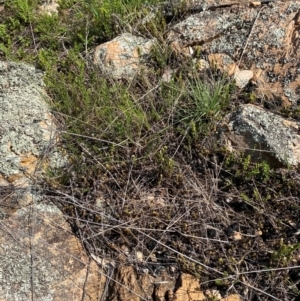 Cheilanthes distans at Illilanga & Baroona - suppressed