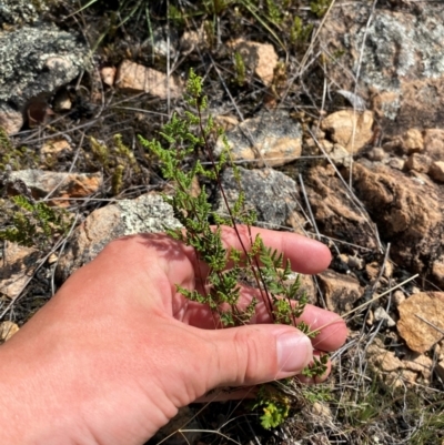 Cheilanthes sieberi subsp. sieberi (Narrow Rock Fern) at Illilanga & Baroona - 12 Jan 2024 by Tapirlord