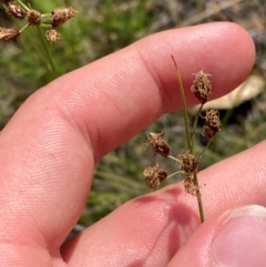 Fimbristylis dichotoma (A Sedge) at Michelago, NSW - 12 Jan 2024 by Tapirlord