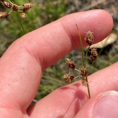 Fimbristylis dichotoma (A Sedge) at Illilanga & Baroona - 13 Jan 2024 by Tapirlord