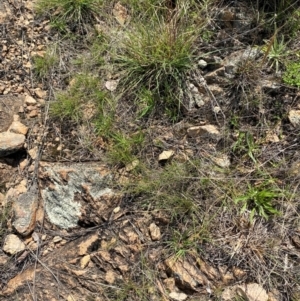 Fimbristylis dichotoma at Illilanga & Baroona - 13 Jan 2024