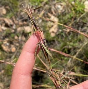 Cymbopogon refractus at Illilanga & Baroona - suppressed