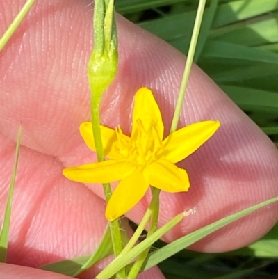 Hypoxis hygrometrica var. villosisepala (Golden Weather-grass) at Illilanga & Baroona - 12 Jan 2024 by Tapirlord