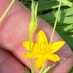 Hypoxis hygrometrica var. villosisepala at Illilanga & Baroona - 13 Jan 2024