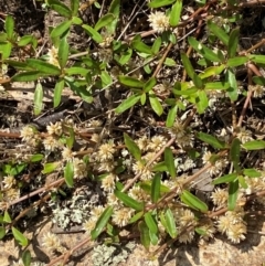 Alternanthera denticulata (Lesser Joyweed) at Illilanga & Baroona - 13 Jan 2024 by Tapirlord