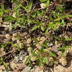 Alternanthera denticulata at Illilanga & Baroona - suppressed