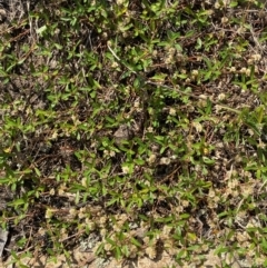 Alternanthera denticulata at Illilanga & Baroona - suppressed