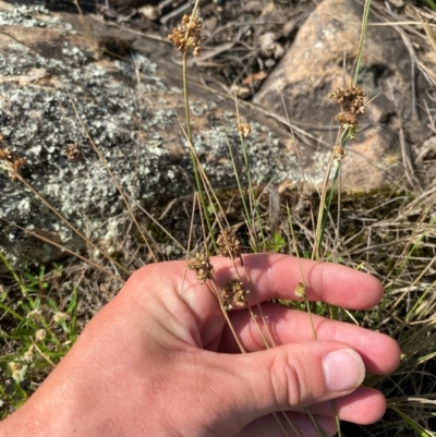 Juncus filicaulis (Thread Rush) at Illilanga & Baroona - 12 Jan 2024 by Tapirlord