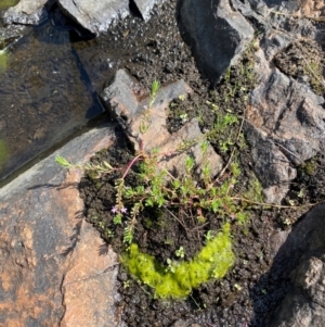 Lythrum hyssopifolia at Michelago, NSW - suppressed