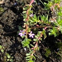 Lythrum hyssopifolia at Michelago, NSW - suppressed