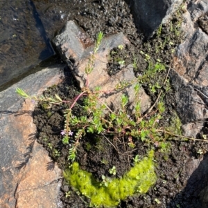 Lythrum hyssopifolia at Michelago, NSW - suppressed