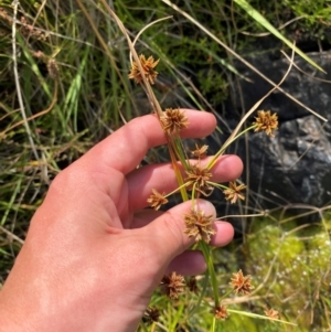 Cyperus gunnii subsp. gunnii at suppressed - 13 Jan 2024