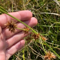 Cyperus gunnii subsp. gunnii at suppressed - 13 Jan 2024