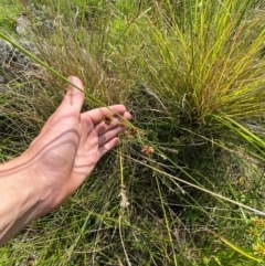 Cyperus gunnii subsp. gunnii at suppressed - 13 Jan 2024