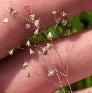 Briza minor at Michelago, NSW - 13 Jan 2024