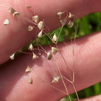 Briza minor (Shivery Grass) at Michelago, NSW - 13 Jan 2024 by Tapirlord