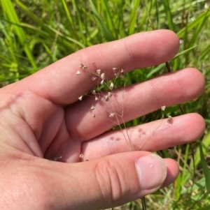 Briza minor at Michelago, NSW - 13 Jan 2024