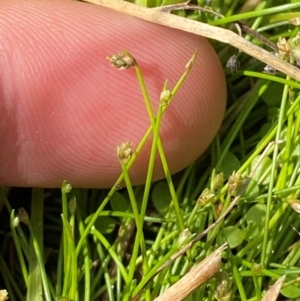 Isolepis cernua at Michelago, NSW - suppressed