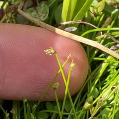 Isolepis cernua at Michelago, NSW - suppressed