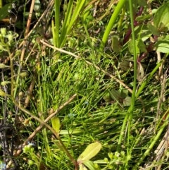 Isolepis cernua at Michelago, NSW - suppressed