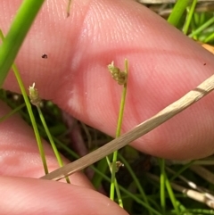 Isolepis cernua at Michelago, NSW - suppressed