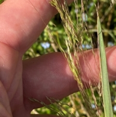 Lachnagrostis filiformis (Blown Grass) at Michelago, NSW - 13 Jan 2024 by Tapirlord