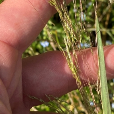 Lachnagrostis filiformis (Blown Grass) at Michelago, NSW - 13 Jan 2024 by Tapirlord
