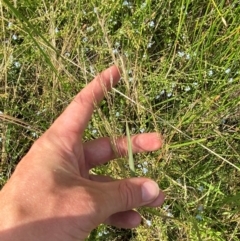 Lachnagrostis filiformis at Michelago, NSW - 13 Jan 2024