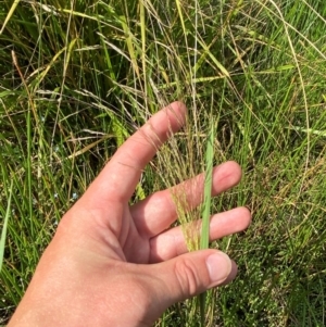 Lachnagrostis filiformis at Michelago, NSW - 13 Jan 2024