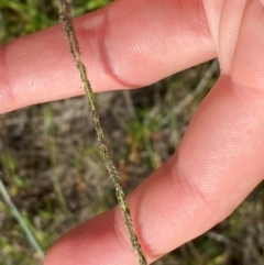 Sporobolus creber (Slender Rat's Tail Grass) at Michelago, NSW - 12 Jan 2024 by Tapirlord
