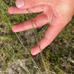 Sporobolus creber at Michelago, NSW - 13 Jan 2024